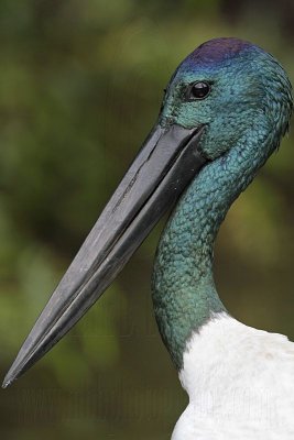 Black-necked Stork portraits male - Top End, Northern Territory, Australia