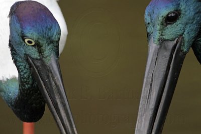 Black-necked Stork portraits pair - Top End, Northern Territory, Australia