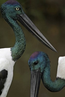 _MG_4625 Black-necked Stork.jpg