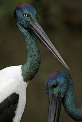_MG_4635 Black-necked Stork.jpg