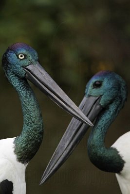 _MG_4655 Black-necked Stork.jpg