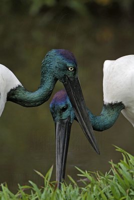 _MG_4721 Black-necked Stork.jpg