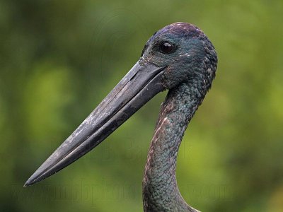 _MG_4936 Black-necked Stork.jpg