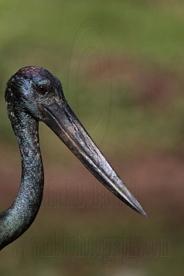 _MG_1364 Black-necked Stork.jpg
