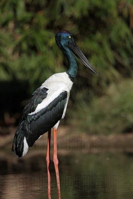 Black-necked Stork - Top End, Northern Territory, Australia