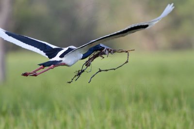 Black-necked Stork on wing - Top End, Northern Territory, Australia