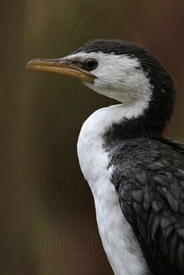 _MG_3884 Little Pied Cormorant.jpg