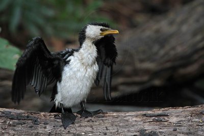 _MG_6540 Little Pied Cormorant.jpg