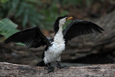 _MG_6551 Little Pied Cormorant.jpg
