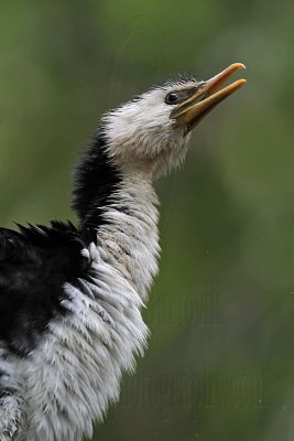 _MG_6689 Little Pied Cormorant.jpg