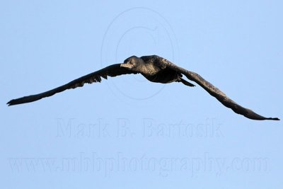 _MG_8122 Little Black Cormorant.jpg