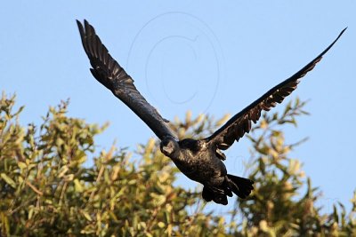 _MG_8124 Little Black Cormorant.jpg