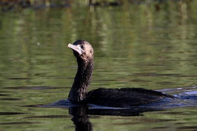 _MG_8266 Little Black Cormorant.jpg