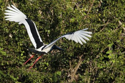 _MG_7234 Black-necked Stork.jpg
