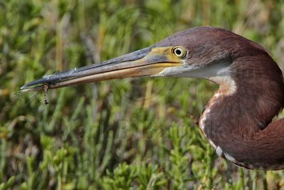 Tricolored Heron - juvenile hunting dragonflies