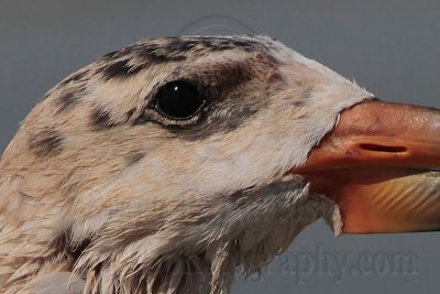 _MG_2308crop2 Black Skimmer BrownF#1.jpg