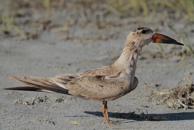 _MG_3910 Black Skimmer BrownF#1.jpg