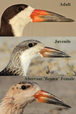 Black Skimmer - 3 aberrant females (“Brown” color mutation): history of this find, important close-up and comparison photos.
