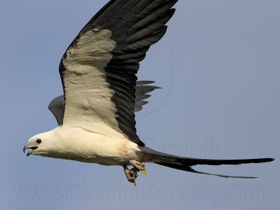 _MG_6757 Swallow-tailed Kite.jpg