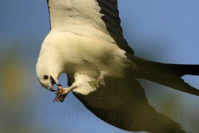 _MG_6763 Swallow-tailed Kite.jpg