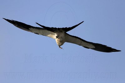 _MG_6777 Swallow-tailed Kite.jpg