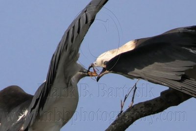 _MG_6790crop Swallow-tailed Kite.jpg