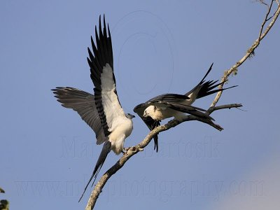 _MG_6792 Swallow-tailed Kite.jpg