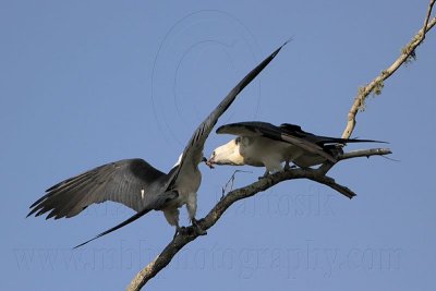 _MG_6845 Swallow-tailed Kite.jpg