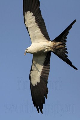 _MG_6914 Swallow-tailed Kite.jpg