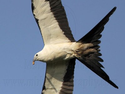 _MG_6914crop Swallow-tailed Kite.jpg