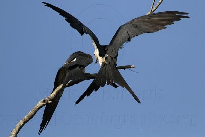 _MG_6929 Swallow-tailed Kite.jpg