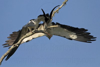 _MG_6934 Swallow-tailed Kite.jpg