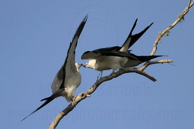 _MG_7015 Swallow-tailed Kite.jpg
