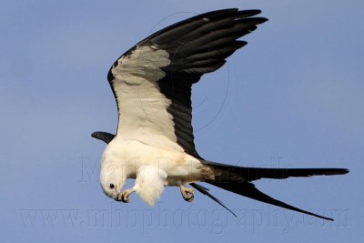 _MG_7149 Swallow-tailed Kite.jpg