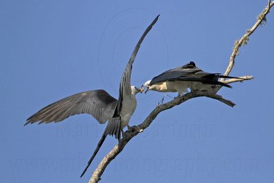 _MG_7734 Swallow-tailed Kite.jpg