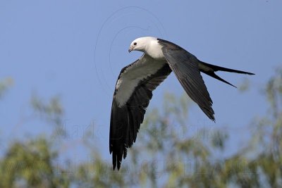 _MG_8147 Swallow-tailed Kite.jpg