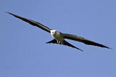 _MG_8161 Swallow-tailed Kite.jpg