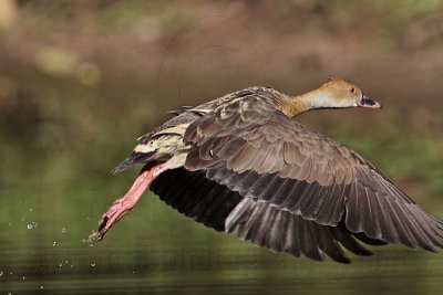 Plumed Whistling-Duck on wing - Top End, Northern Territory, Australia