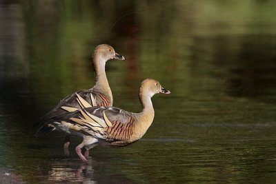 _MG_1159 Plumed Whistling-Duck.jpg