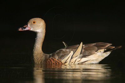 _MG_2406 Plumed Whistling-Duck.jpg