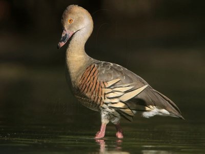 _MG_2424 Plumed Whistling-Duck.jpg