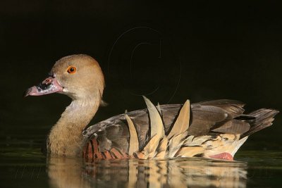 _MG_2495 Plumed Whistling-Duck.jpg