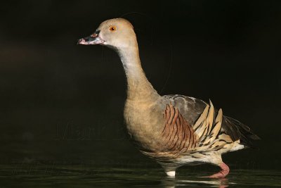 _MG_2505 Plumed Whistling-Duck.jpg