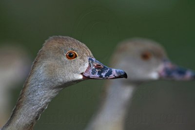 _MG_3180 Plumed Whistling-Duck.jpg