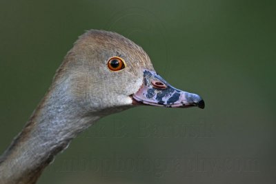 _MG_3202 Plumed Whistling-Duck.jpg