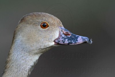 _MG_3207 Plumed Whistling-Duck.jpg