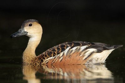 Wandering Whistling-Duck - Dendrocygna arcuata - NT