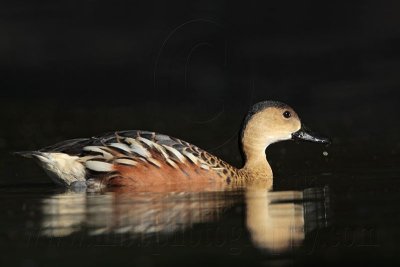 _MG_2377 Wandering Whistling-Duck.jpg