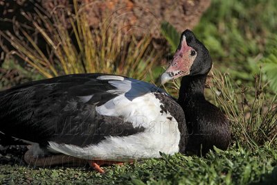_MG_1951 Maggie Goose.jpg