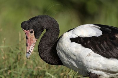 _MG_2330 Maggie Goose.jpg